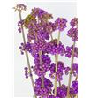 Callicarpa 50 - CAL1