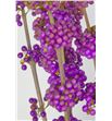 Callicarpa 50 - CAL2