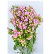 Kalanchoe dream pink 35 - KALDREPIN