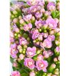 Kalanchoe dream pink 35 - KALDREPIN1