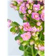 Kalanchoe dream pink 35 - KALDREPIN2