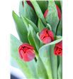 Tulipan victor mundi 38 - TULBENZAN1
