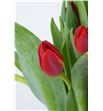 Tulipan victor mundi 38 - TULBENZAN2