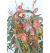 Eucaliptu fruto rojo - EUCFRUROJ1