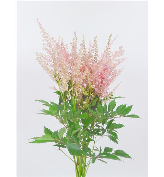 Astilbe erika 45 - ASTERI
