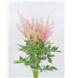 Astilbe erika 45 - ASTERI