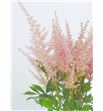 Astilbe erika 45 - ASTERI1