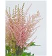 Astilbe erika 45 - ASTERI2