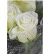 Rosa alpe d´huez purp blanca 60 - RGRALPBLA2