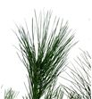 Pinus strobus 50 - PINSTR2