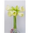 Amarilis costa blanca 75 x18 - HIPMONBLA