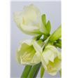 Amarilis costa blanca 75 x18 - HIPMONBLA1