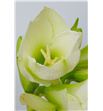 Amarilis costa blanca 75 x18 - HIPMONBLA2