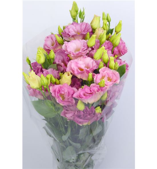 Lisianthus arena champagne 75 - LISARECHA