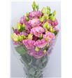 Lisianthus arena champagne 75 - LISARECHA