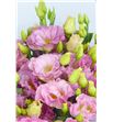 Lisianthus arena champagne 75 - LISARECHA1