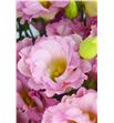 Lisianthus arena champagne 75 - LISARECHA2