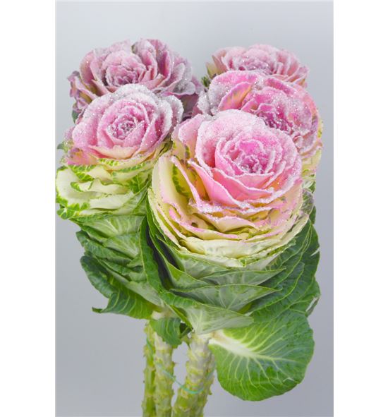Brassica nieve rosa x5 - BRANIEROS