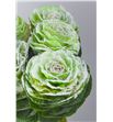 Brassica nieve verde x5 - BRANIEVER1
