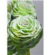 Brassica nieve verde x5 - BRANIEVER2