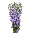 Delph magic lavender 80 - DELMAGLAV