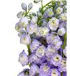 Delph magic lavender 80 - DELMAGLAV1