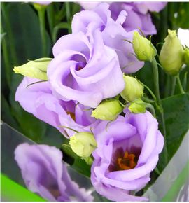 Lisianthus piccolo lavender 75 - LISPICLAV