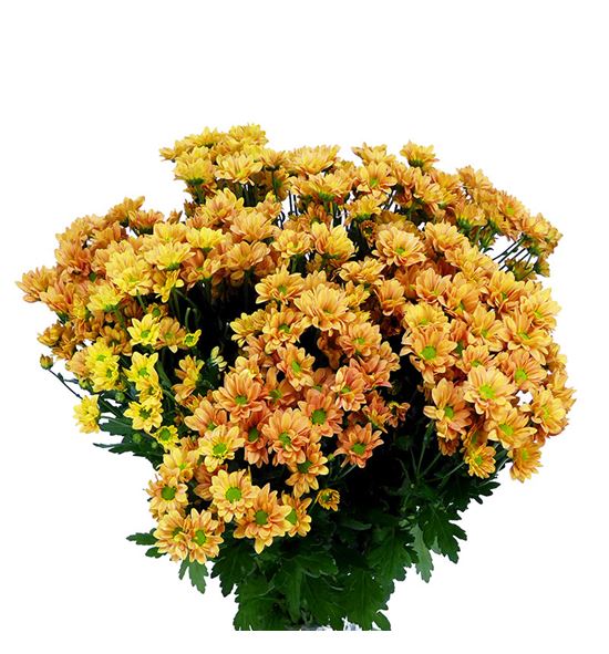 Cr santini madiba naranja 50 - CRSMADNAR