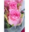 Rosa hol. lovely rhodos 60 - RGRLOVRHO2