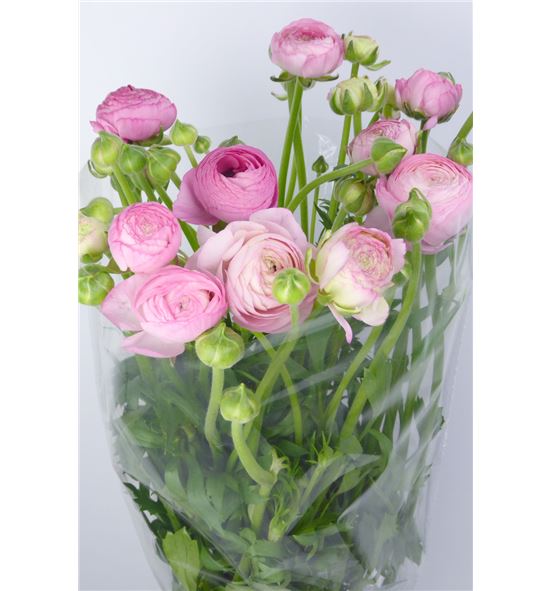 Ranunculo amandine pink 35 - RANAMAPIN