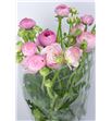Ranunculo amandine pink 35 - RANAMAPIN
