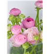 Ranunculo amandine pink 35 - RANAMAPIN1