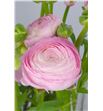 Ranunculo amandine pink 35 - RANAMAPIN2