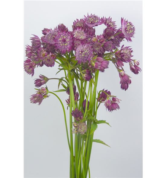 Astrantia major 53 - ASTMAJ