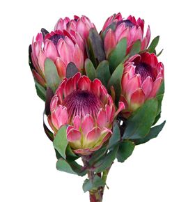 Protea silvia 50 - PROSIL