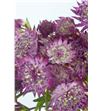 Astrantia major 53 - ASTMAJ1