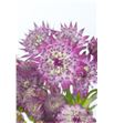 Astrantia major 53 - ASTMAJ2