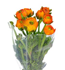 Ranunculo naranja - RANNAR