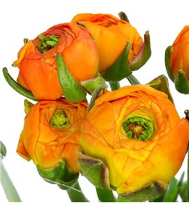 Ranunculo naranja - RANNAR