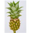 Ananas baby green 50 - ANABABGRE1