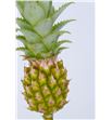Ananas baby green 50 - ANABABGRE2