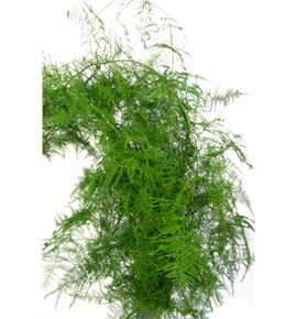 Esparraguera plumosa 55 - ESPPLU