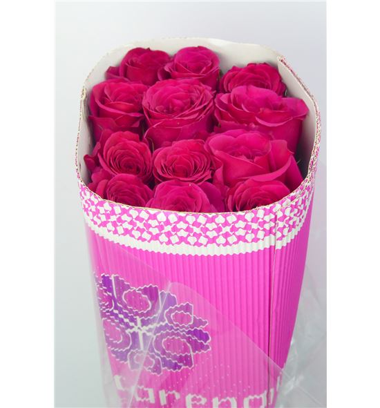 Rosa col queenberry 40 - RCQUE