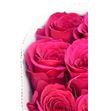 Rosa col queenberry 40 - RCQUE2