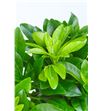 Choisya green lemon 80 - CHOGRELEM2