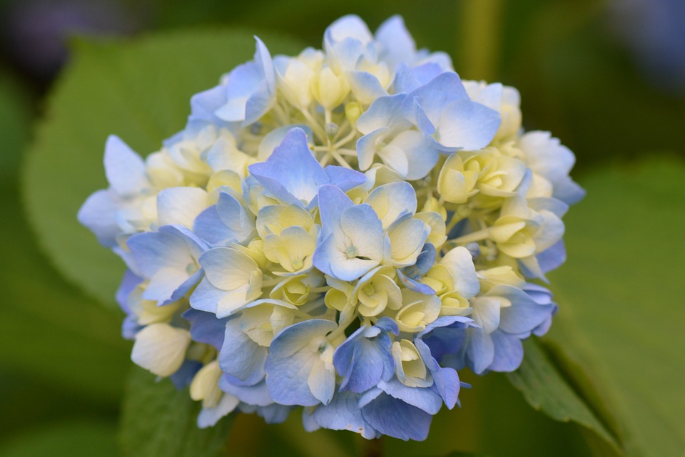 Hortensia multicolor - Blog sobre los secretos de la flor cortada