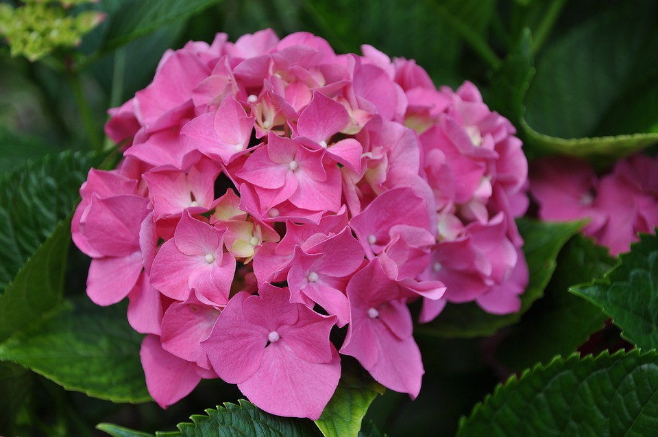 Flor Hortensia Rosa