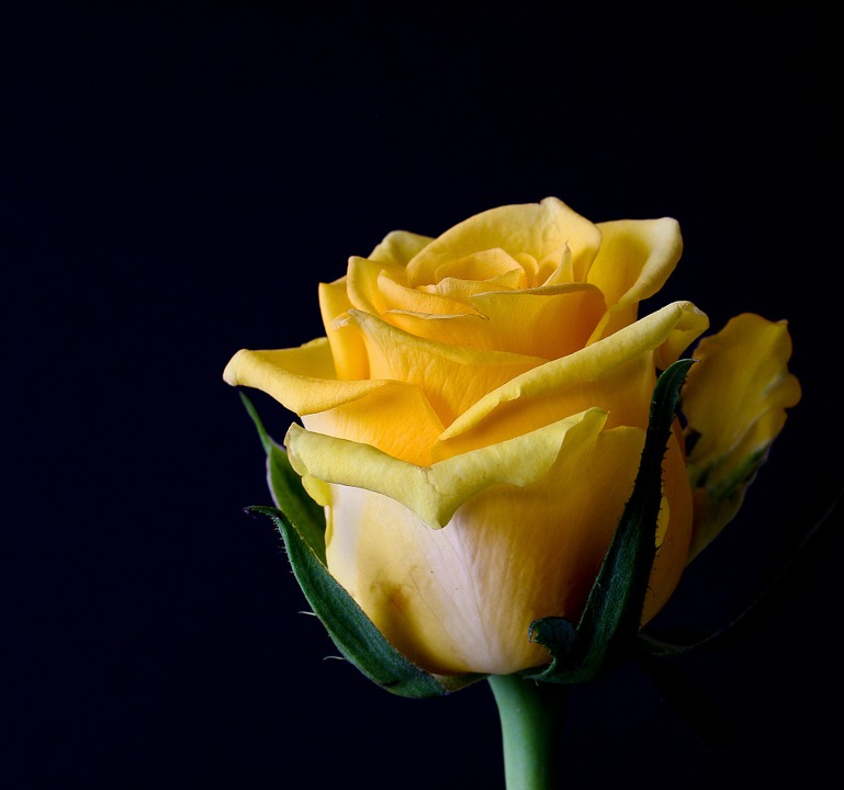 Qué significa el color de las rosas? - Blog sobre los secretos de la flor  cortada