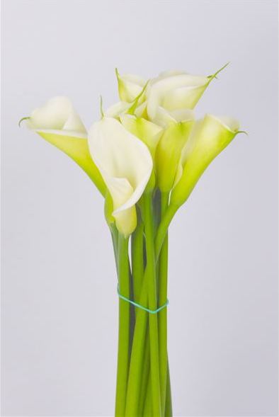 cala-blanca-90 - Blog sobre los secretos de la flor cortada