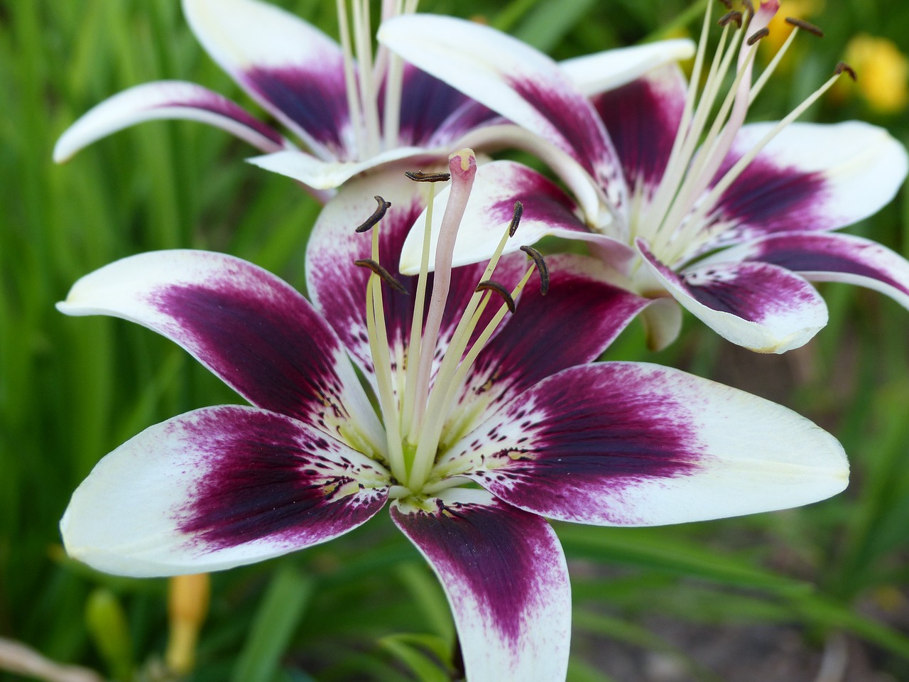 Descubre 5 secretos sobre el precioso Lilium - Blog sobre los secretos de  la flor cortada